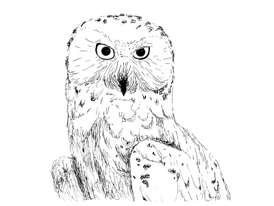 Snowy Owl black and white hand drawn illustration