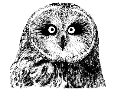 Short Eared Owl black and white hand drawn illustration