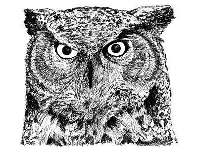 Great Horned Owl black and white hand drawn illustration