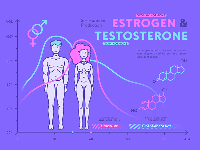 Sex Hormone Production Estrogen And Testosterone By Graphicdealer On