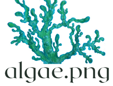 algae.png branding design illustration logo