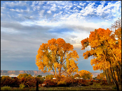 Fall Cottonwoods in Grand Junction