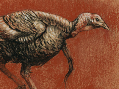 Meleagris gallopavo