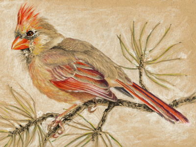 Female "Cardinalis cardinalis" avian bird cardinal christmas creature holiday pine pine tree red snow song bird tree
