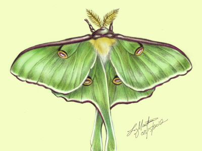 Luna Moth (color sketch) luna moth moon moth