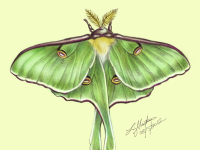 Luna Moth (color sketch)