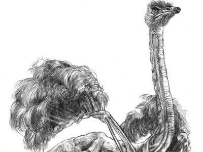 Struthio camelus bird flightless ostrich runner sand swift