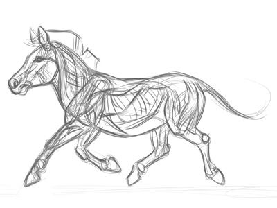 Constructing a Burchell's zebra in Sketchbook Pro