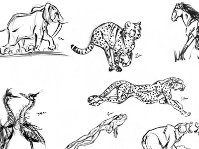 Vertebrate Gesture Sketches round 3 animal brush pen gesture ink pen vertebrate