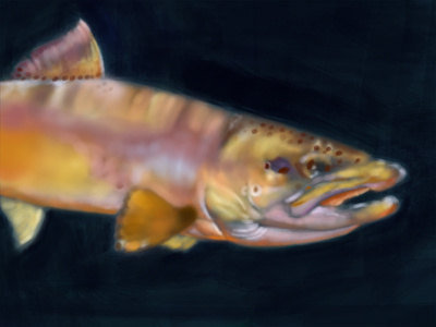 Brown Trout (1st color pass)