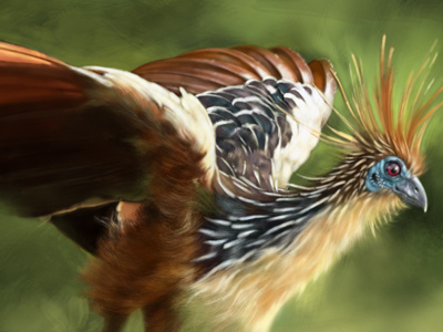 Hoatzin Study for "Schoolism" course.