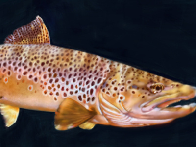 Brown Trout (Salmo trutta) study for "Schoolism"