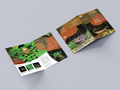 Amboli - Travel Brochure Design