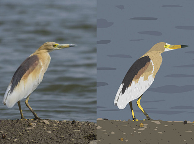 Indian Pond Heron - Photograph vs Illustration animal bird birds design draw flat flat design heron illustrate illustration illustrator india natural nature vector
