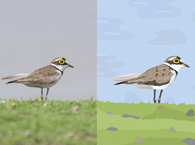 Little Ringed Plover - Photograph vs Illustration bird birds design draw flat illustration illustrator plover vector