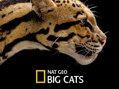 National Geographic Big Cats - Windows App
