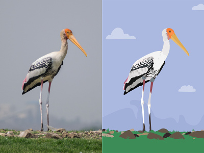 Painted Stork - Photograph vs Illustration