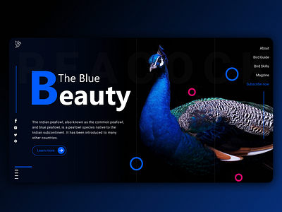 Peacock Web UI by Purnima Sharma on Dribbble