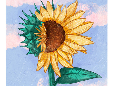 Half Bloomed art clouds flowers illustration ipad procreate sunflower textures