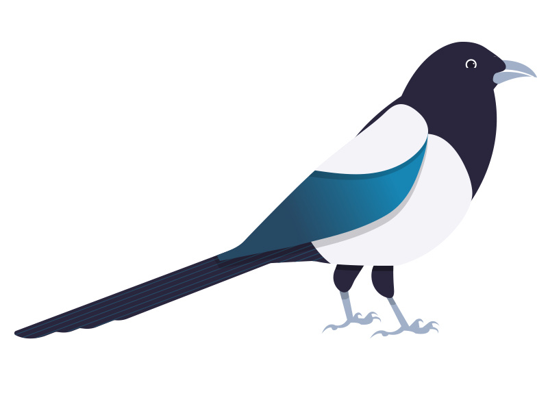 Maggie Magpie garden colour magpie bird