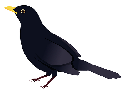 Blackbird bird colour garden vector