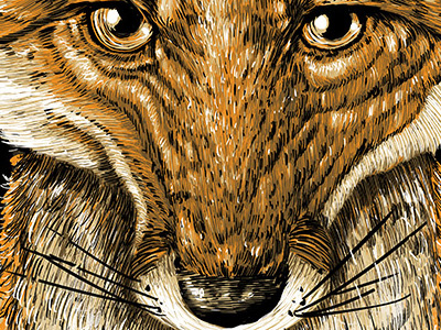 Vulpes Vulpes animal fox gigposter screenprint