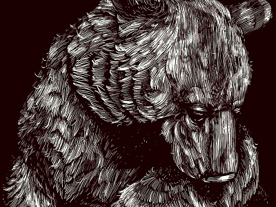 Bear Wip bear engraving etching lines