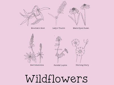 Wildflowers educational illustration flowers naturalistic science illustration