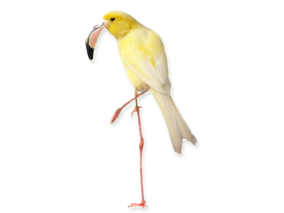 A Canary Bird Disguised As A Flamingo