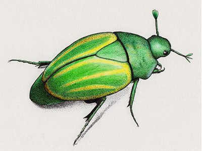 Green Scarab bug illustration insect scarab