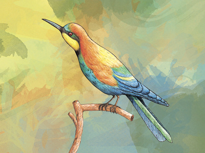 Bee Eater animal beeeater birds bookillustration drawing illustration postcard