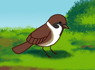 The Sparrow design illustration