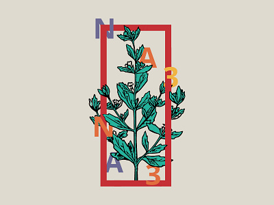 Moroccan menth - Na3Na3 herbs illustration menth plants