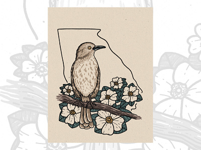 Brown Thrasher