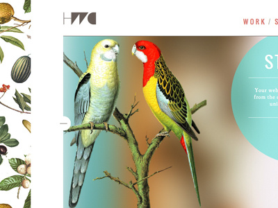 HWC 3 birds blur bright collage colour pastel pattern photo manipulation portfolio web design