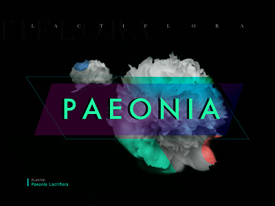 Paeonia Lactiflora