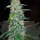 Cherry Bomb Clone 