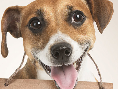 Propulir02 ads animals campaign dogs