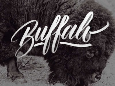 Buffalo calligraphy design lettering