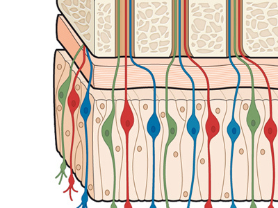 Olfactory nerve illustration medicine