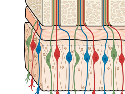 Olfactory nerve