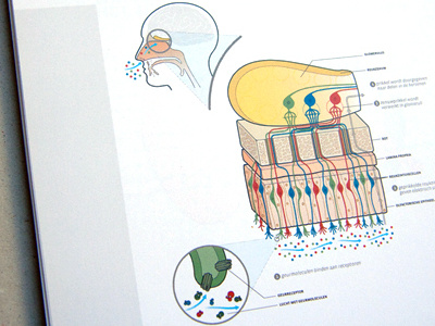 Olfactory nerve (responsable for the sense of smell) illustration medicine