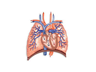 Medical illustration - lungs