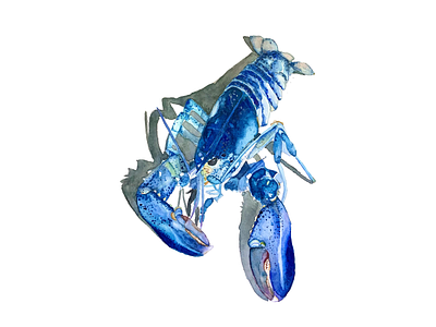 Blue Lobster adora horton lobster lobster illustration lobster painting nautical shellfish watercolor watercolor illustration watercolor painting