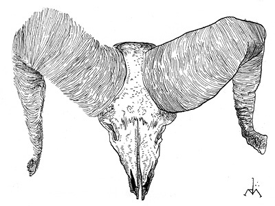 Ram Skull animal black white illustration pen ink