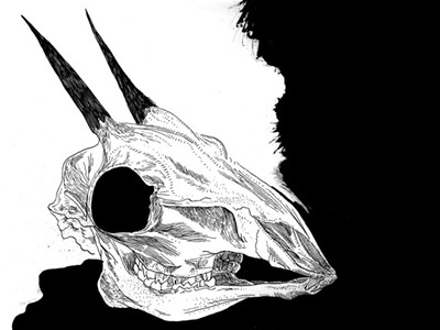 Antelope Skull animals black white digital illustration pen ink