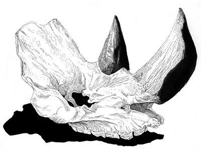 Rhino Skull