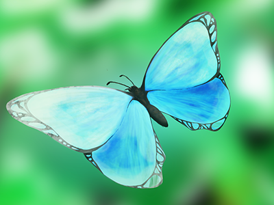 Butterfly drawing