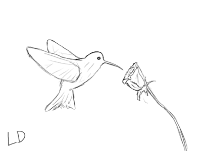 Hummingbird animation digital drawing