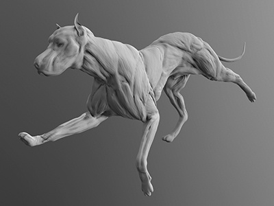 Rough Muscle Study 3d anatomy art canine digital dog form muscle sculpture study